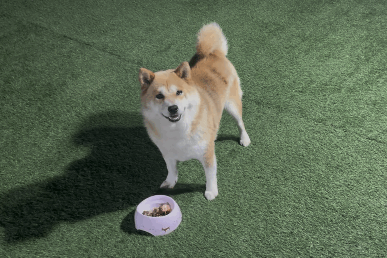 RAPTさんのアドバイスで飼い犬たちの問題が直ちに解決し、犬たちの表情がキラキラと輝きはじめた!(十二弟子・KAWATAさんの証)
