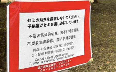 【侵略】東京の公園、中国人がセミの幼虫を大量採取、公園管理者が「採取禁止」の張り紙 「一度に何十匹もとなると、さすがに度を超えている」