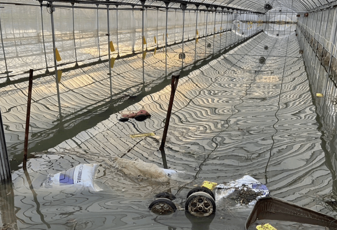 【熊本県】8月大雨による農林水産被害額151億円 農家は「今季の収穫は全滅」と悲鳴