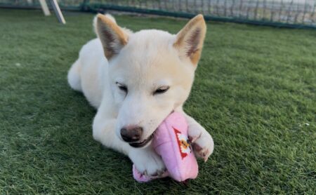 【お知らせ】本日は記事の更新をお休みいたします