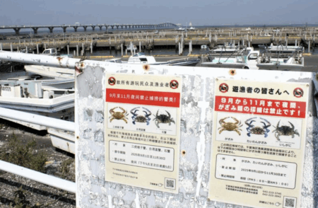 【千葉県木更津市】中国人によるワタリガニの大量捕獲が横行し、9月〜11月の夜間採捕が禁止に　