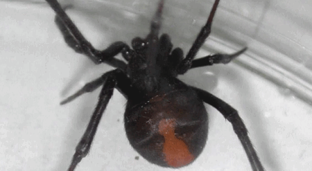大阪万博会場で特定外来生物の毒グモ『セアカゴケグモ』が見付かったと発表　噛まれると激しい痛み、めまいや吐き気、呼吸困難も