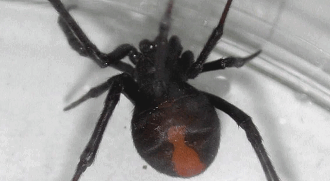 大阪万博会場で特定外来生物の毒グモ『セアカゴケグモ』が見付かったと発表　噛まれると激しい痛み、めまいや吐き気、呼吸困難も
