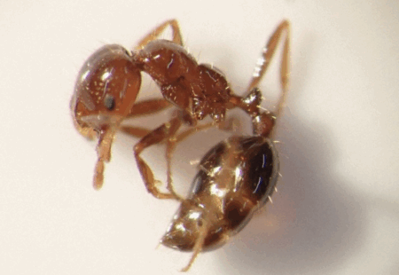 東京港で中国発の船舶のコンテナからヒアリ成虫1万匹、卵や幼虫など8千匹以上が見付かる　一度の確認数では過去最多　意図的な混入を疑う声