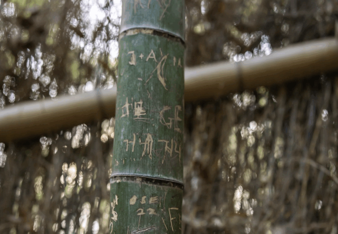 【治安悪化】京都・嵐山、『竹』約350本に落書きされる被害　外国人旅行者が過去最多のペースで増加、年間で初の4000万人を突破する可能性