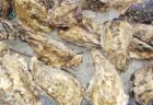 【異常事態】広島県のカキ養殖場でカキの約9割が死滅　原因は未だ不明　呉市では『ふるさと納税』一時停止に