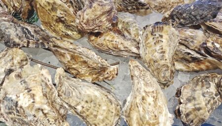 【異常事態】広島県のカキ養殖場でカキの約9割が死滅　原因は未だ不明　呉市では『ふるさと納税』一時停止に