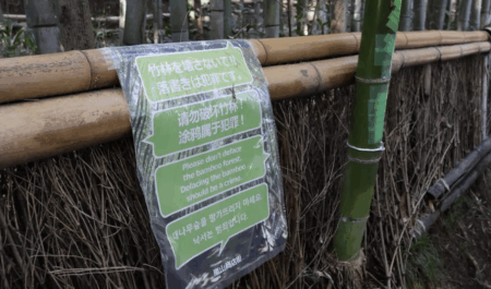 【治安悪化】京都・嵐山の観光名所『竹林の小径』、外国人による落書き防止のため一部伐採へ