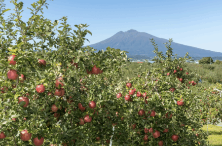 【治安悪化】青森県でリンゴの盗難被害相次ぐ、1カ月で約2000個が盗まれる