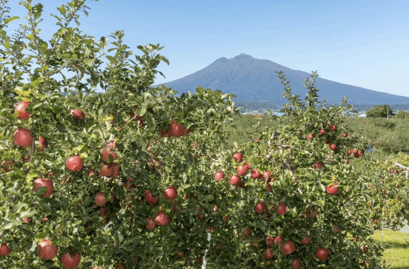 【治安悪化】青森県でリンゴの盗難被害相次ぐ、1カ月で約2000個が盗まれる